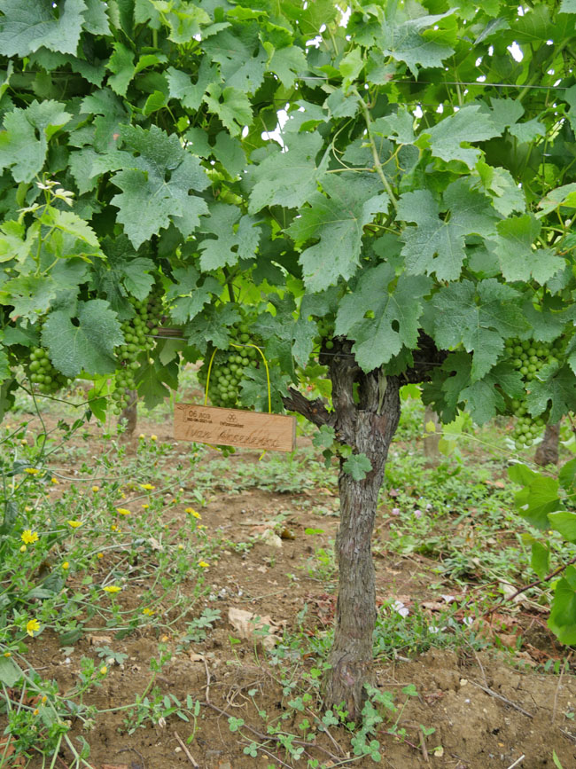 Виноградник на урожай